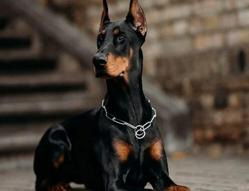 Doberman Pinscher Cost