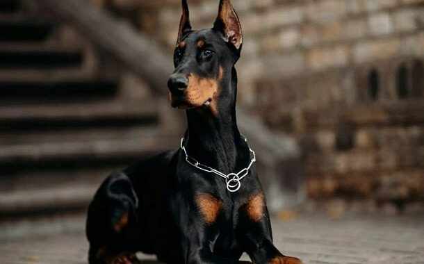 Doberman Pinscher Cost