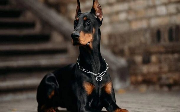 Doberman Pinscher Cost