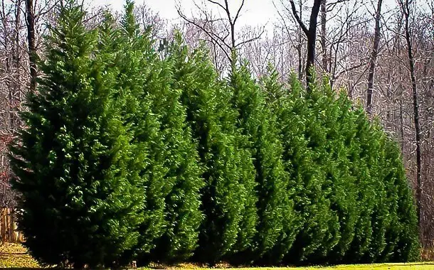 Leyland Cypress Cost