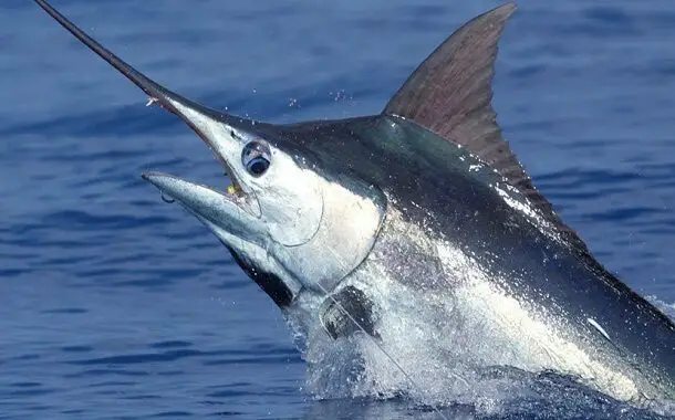 Blue Marlin Fish Cost