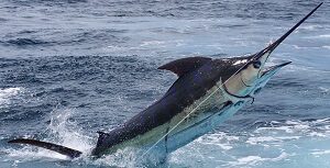 Blue Marlin in Water