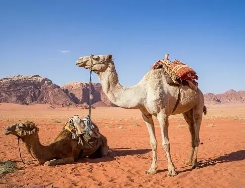 Camel Cost