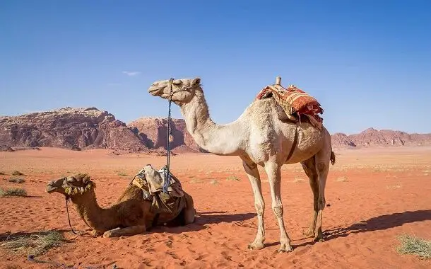 Camel Cost