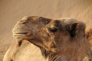 How Much Does A Camel Cost? - ThePricer Media