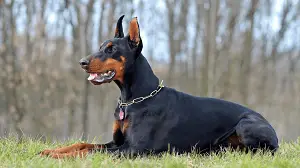 Doberman Pinscher with Cropped Ears
