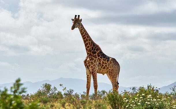 Giraffe Cost