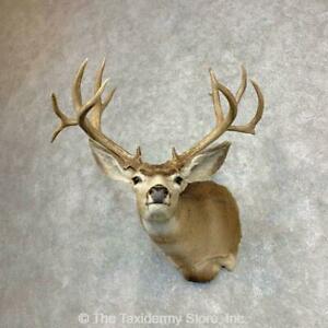 Mule Deer Taxidermy