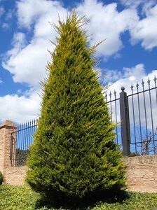 Planted Leyland Cypress