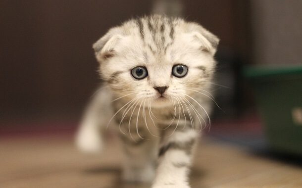 Scottish Fold Kittens Cost - In 2022 - The Pricer