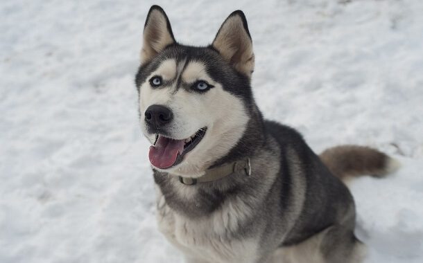 Siberian Husky Cost