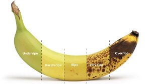 Stages of Ripeness Banana