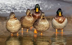 Wild Ducks