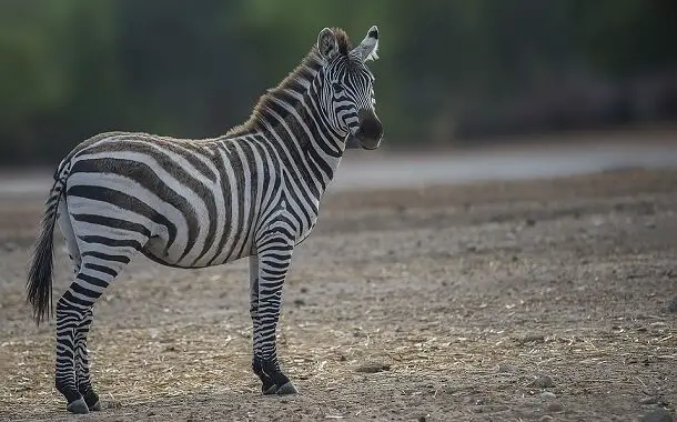 Zebra Cost