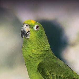 Amazon Parrot Maintenance