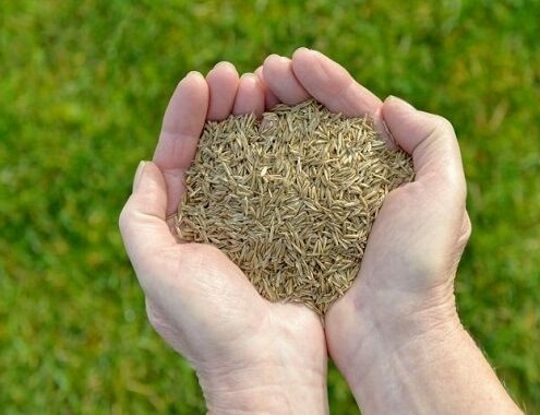 Cost to Seed a Lawn Cost to Seed a Lawn