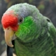 Amazon Parrot Cost