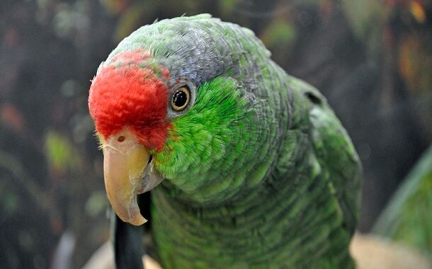 Amazon Parrot Cost