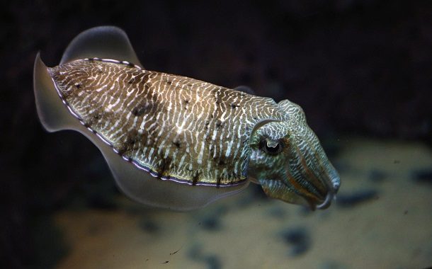Cuttlefish Cost