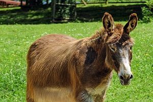 Mule on Grass