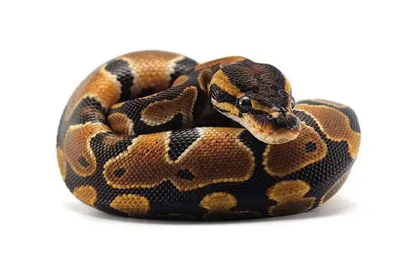 best substrate for ball pythons reddit