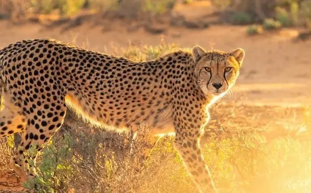 Cheetah Cost
