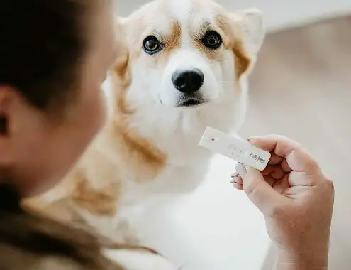 Dog Pregnancy Test Cost
