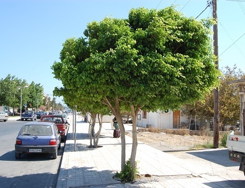 Ficus Tree Cost