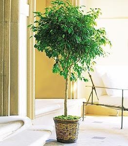Indoor Ficus