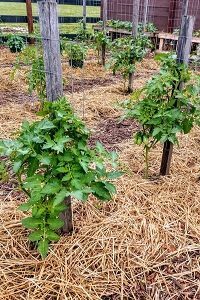 Mulching the Garden