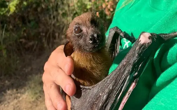 Pet Bat Cost