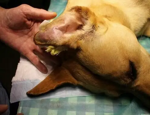 Dog Ear Hematoma Surgery