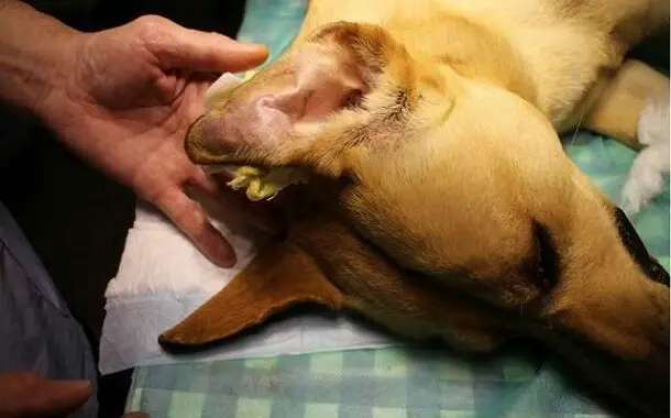 Ear Hematoma Dog Surgery