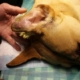Dog Ear Hematoma Surgery