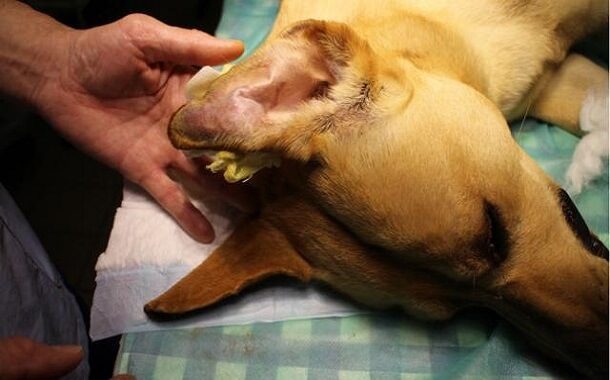 Dog Ear Hematoma Surgery