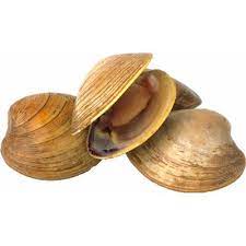 Four Clams