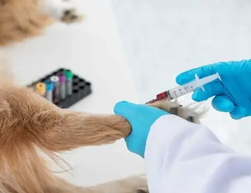 Dog Biopsy Cost