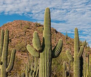 Saguaro Cacti