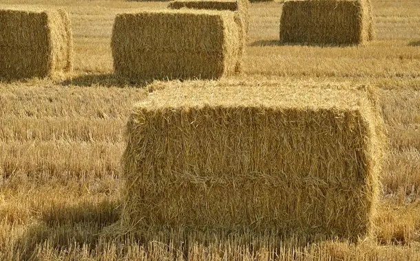 Bale of Hay Cost