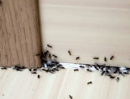 Ant Infestation Extermination Cost