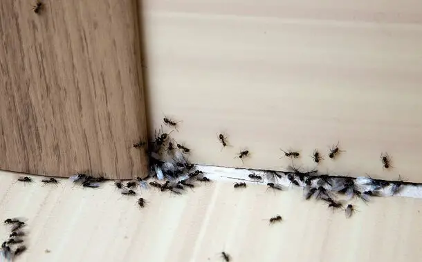 Ant Infestation Extermination Cost