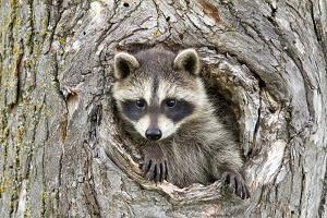 Raccoon in Tree