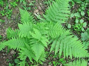 Fern Plant