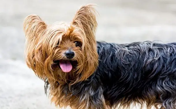 Yorkie Haircuts Cost