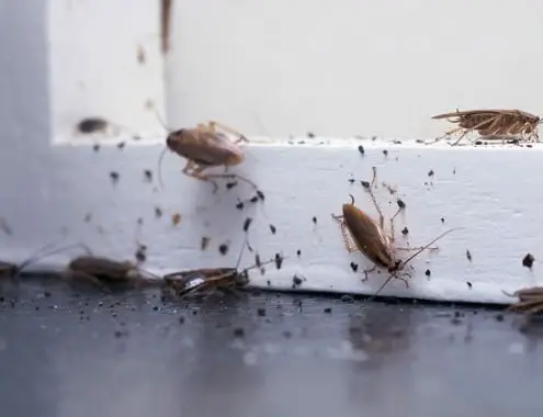 Cost of Roach Exterminator