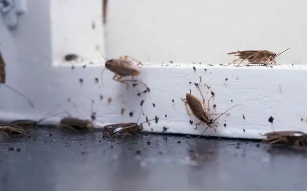 Cost of Roach Exterminator