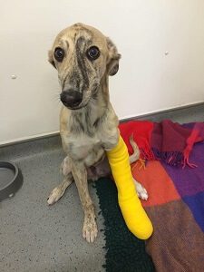 Dog With Bandaged Leg