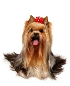 Yorkie With Long Hair