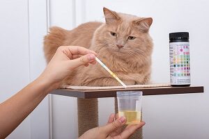 Cat Urinalysis Cost