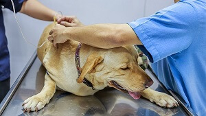 Addison's Disease in Dogs